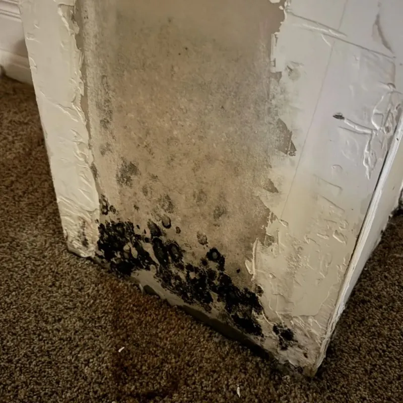 Professional Mold Removal in Bowman County, ND